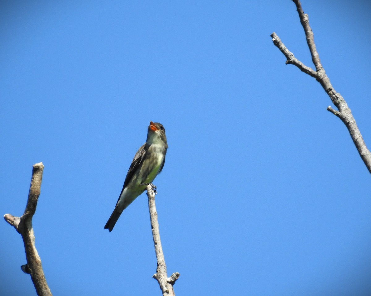 Olivflanken-Schnäppertyrann - ML619643508