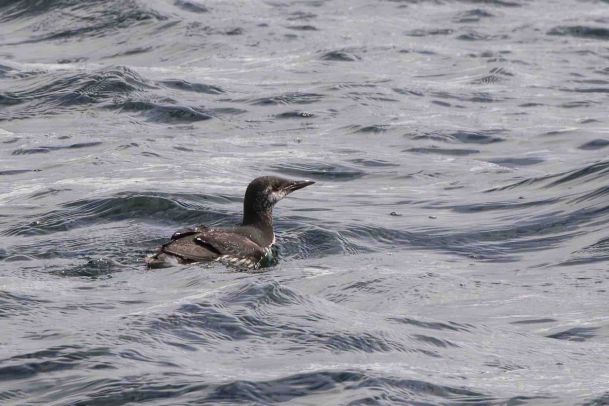 Common Murre - Scott Fischer