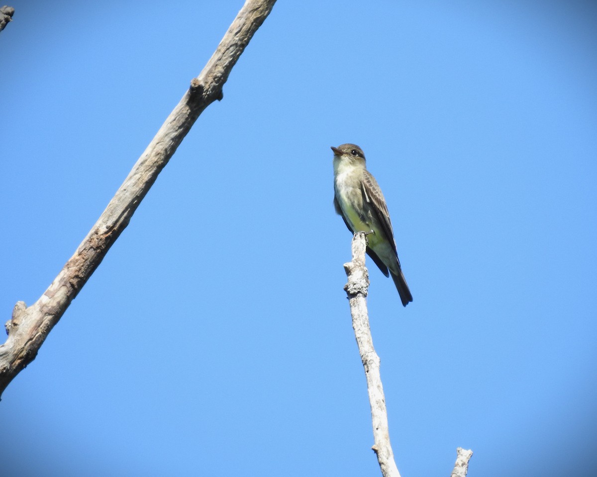 Olive-sided Flycatcher - Caden Williams