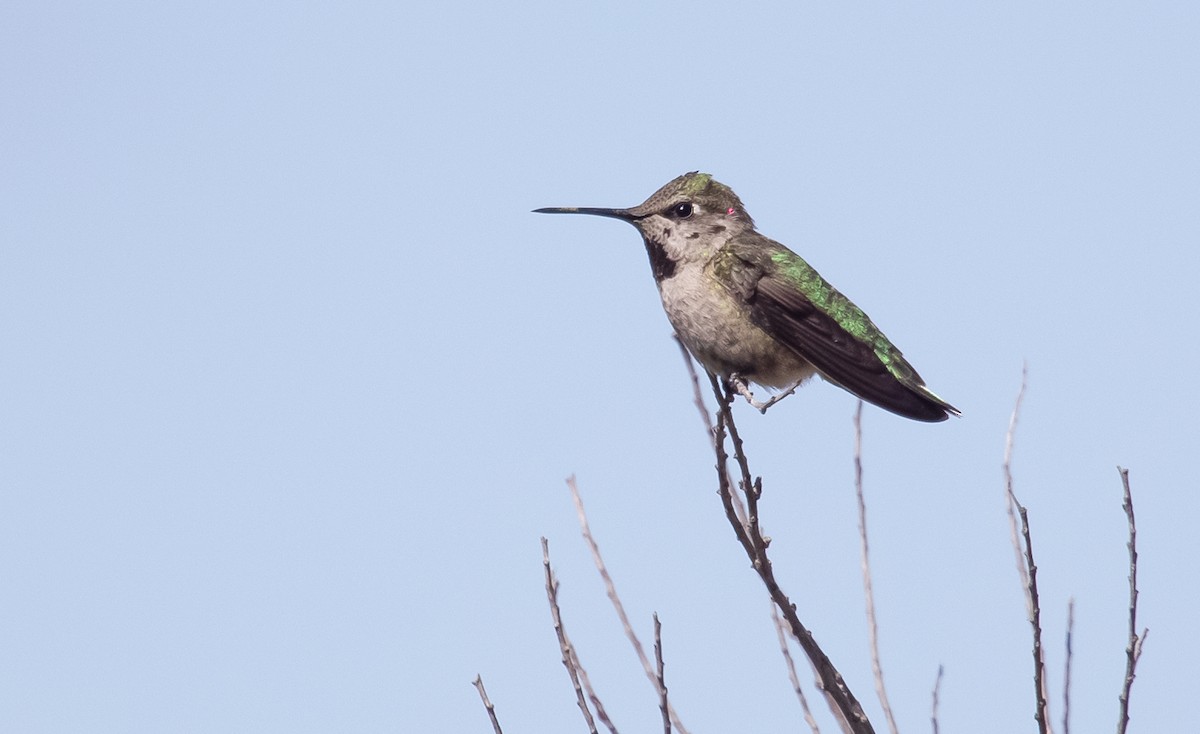 Anna's Hummingbird - ML619643525