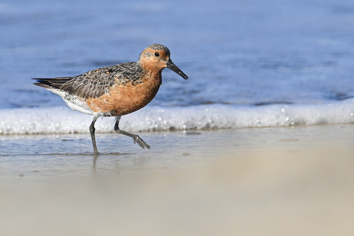 Red Knot - ML619643531