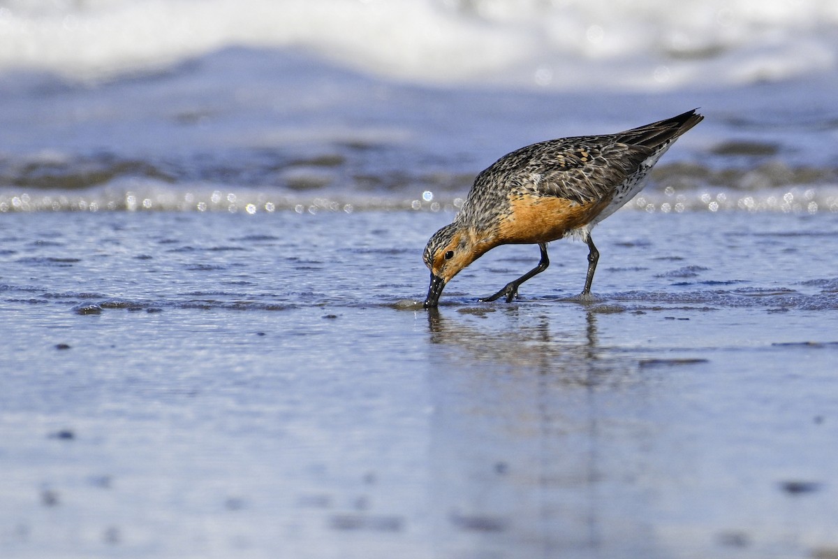 Red Knot - ML619643532