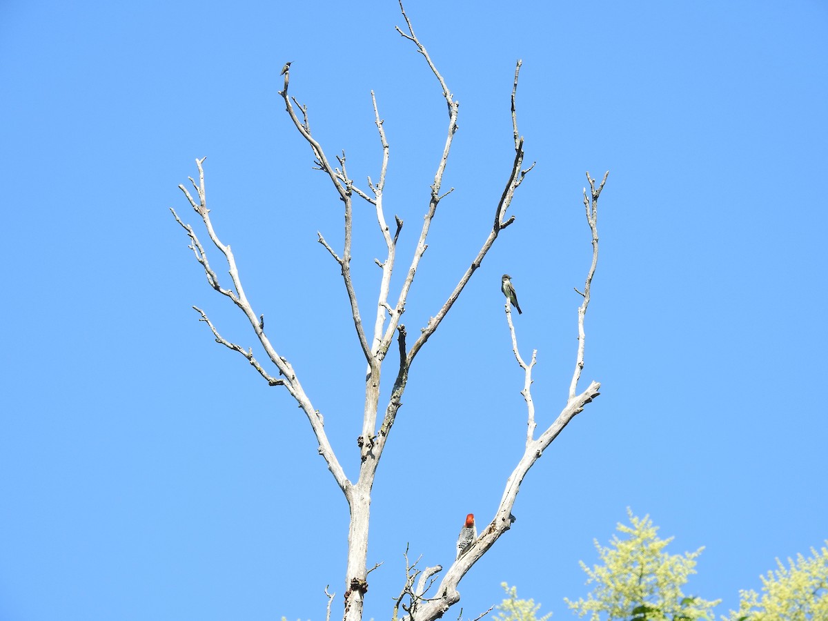 Olive-sided Flycatcher - Caden Williams