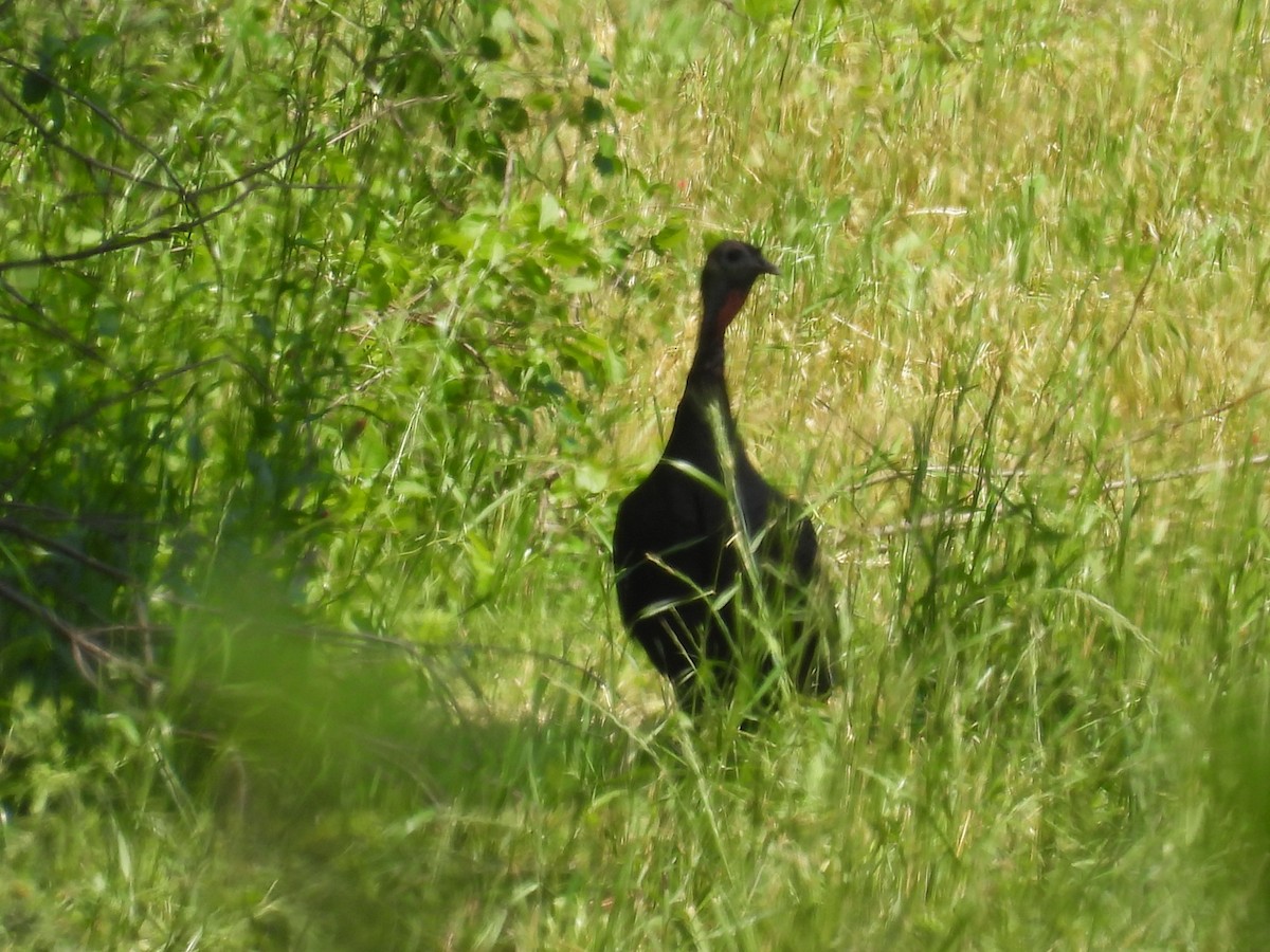 Wild Turkey - Laura Minnich