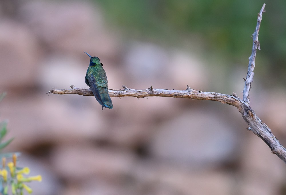 kolibřík modrolící - ML619643555