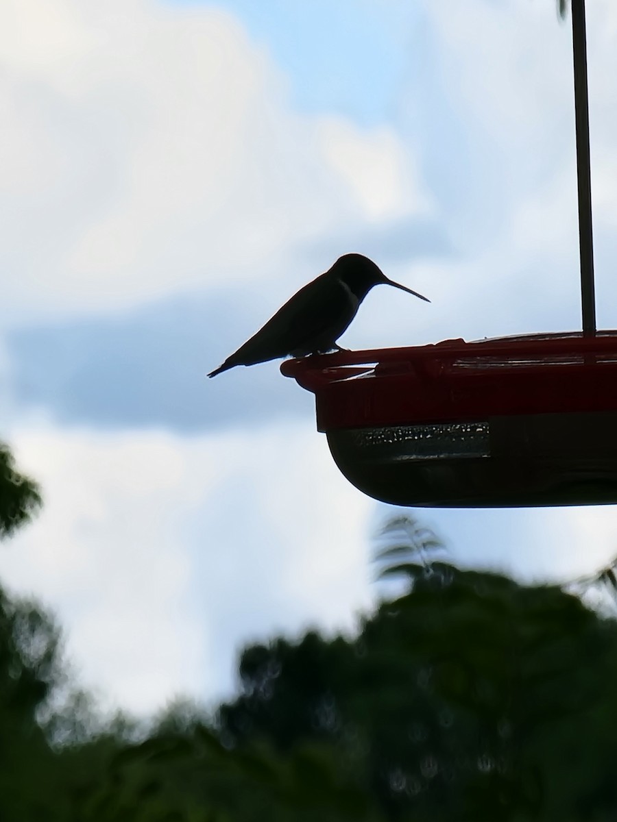 Ruby-throated Hummingbird - Scott Harp