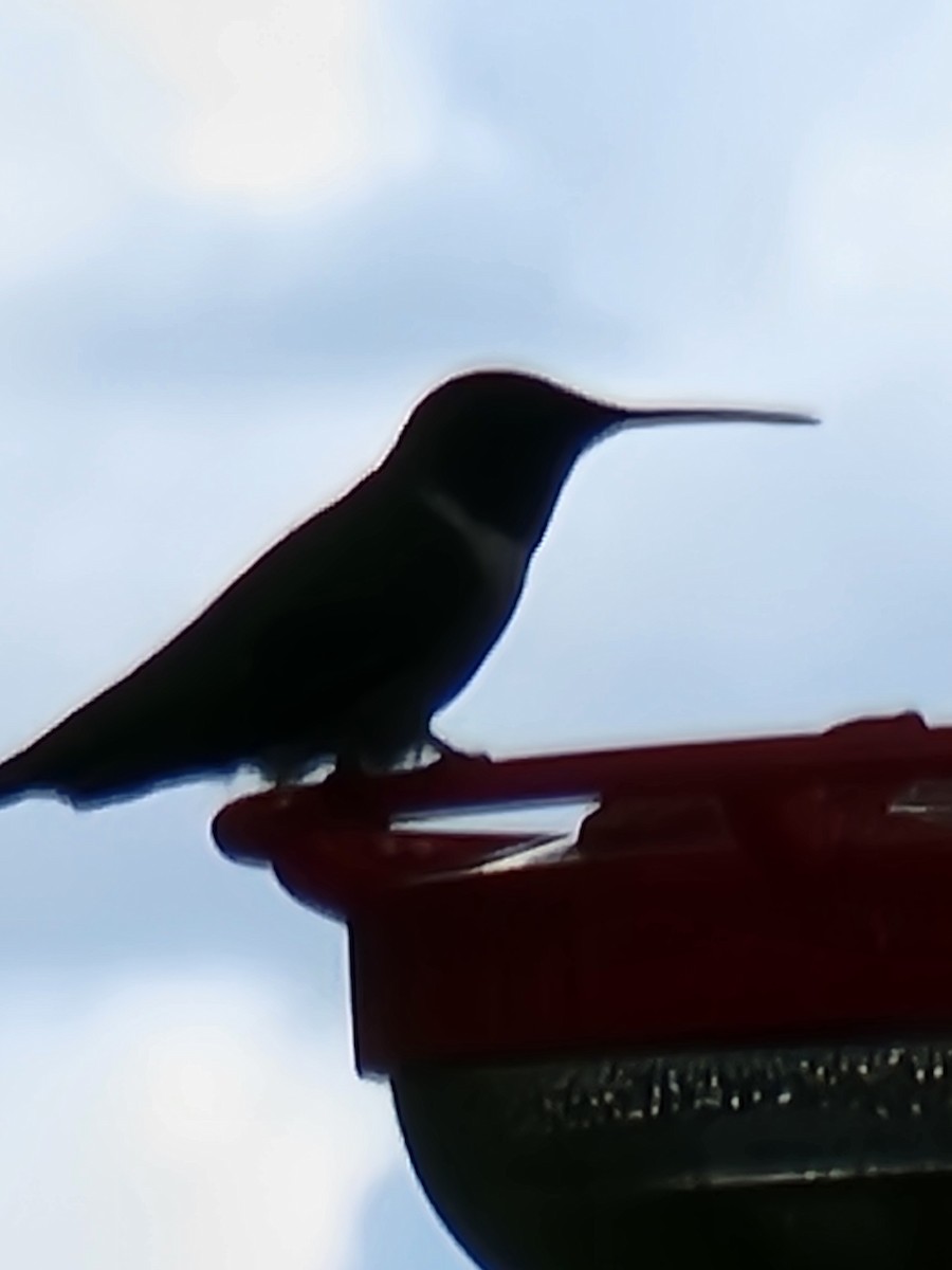 Ruby-throated Hummingbird - Scott Harp