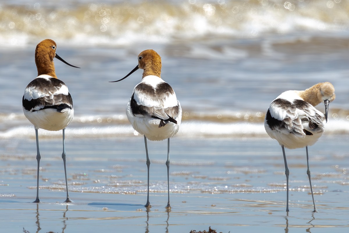 Avocette d'Amérique - ML619643561