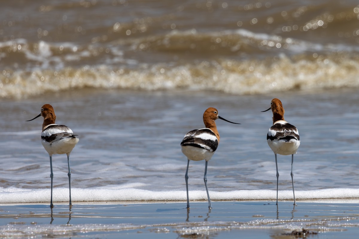 Avocette d'Amérique - ML619643562