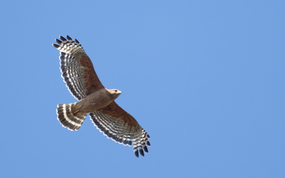 Red-shouldered Hawk - Cindy Croissant