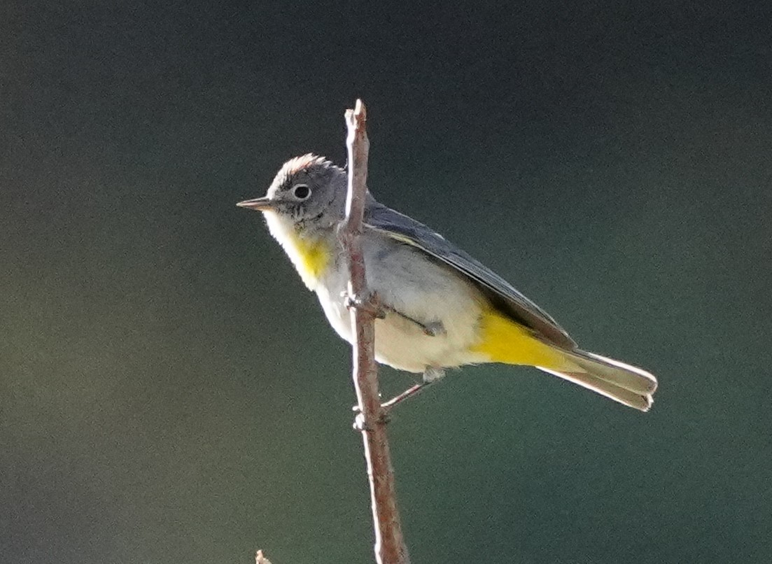 Virginia's Warbler - linda p