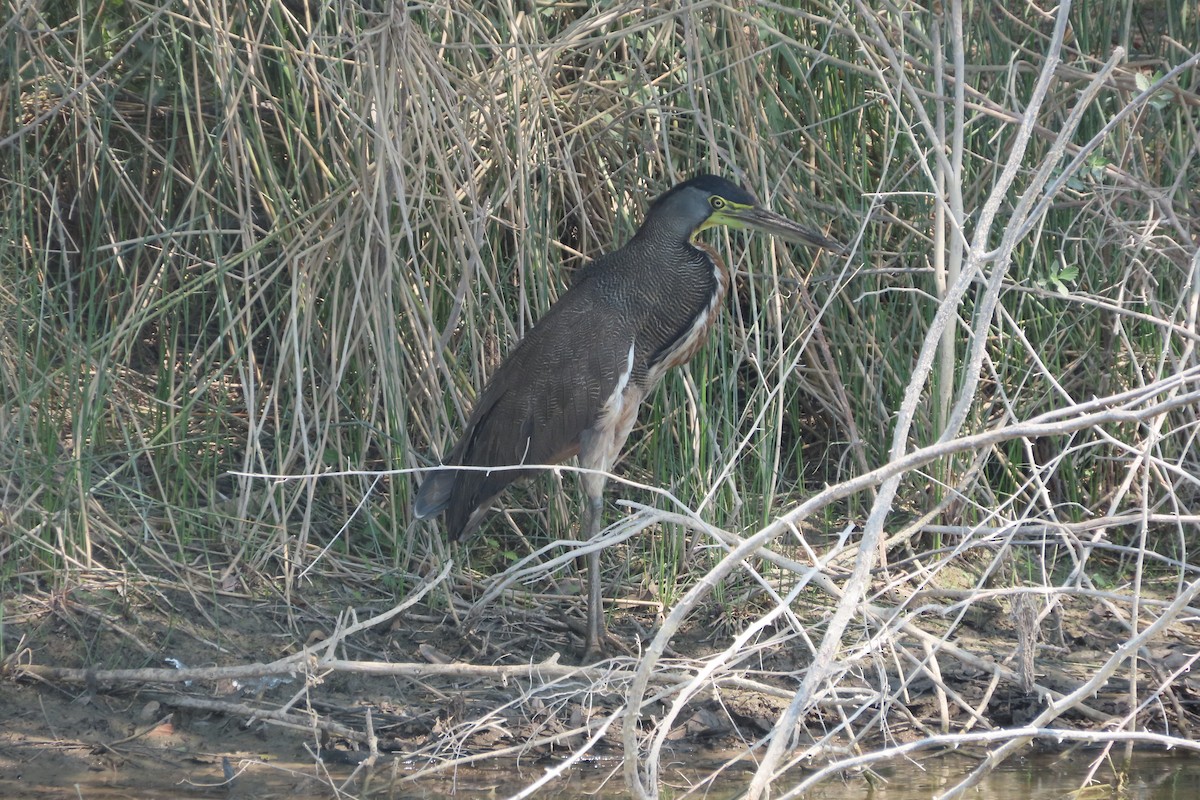 Bare-throated Tiger-Heron - David Brinkman