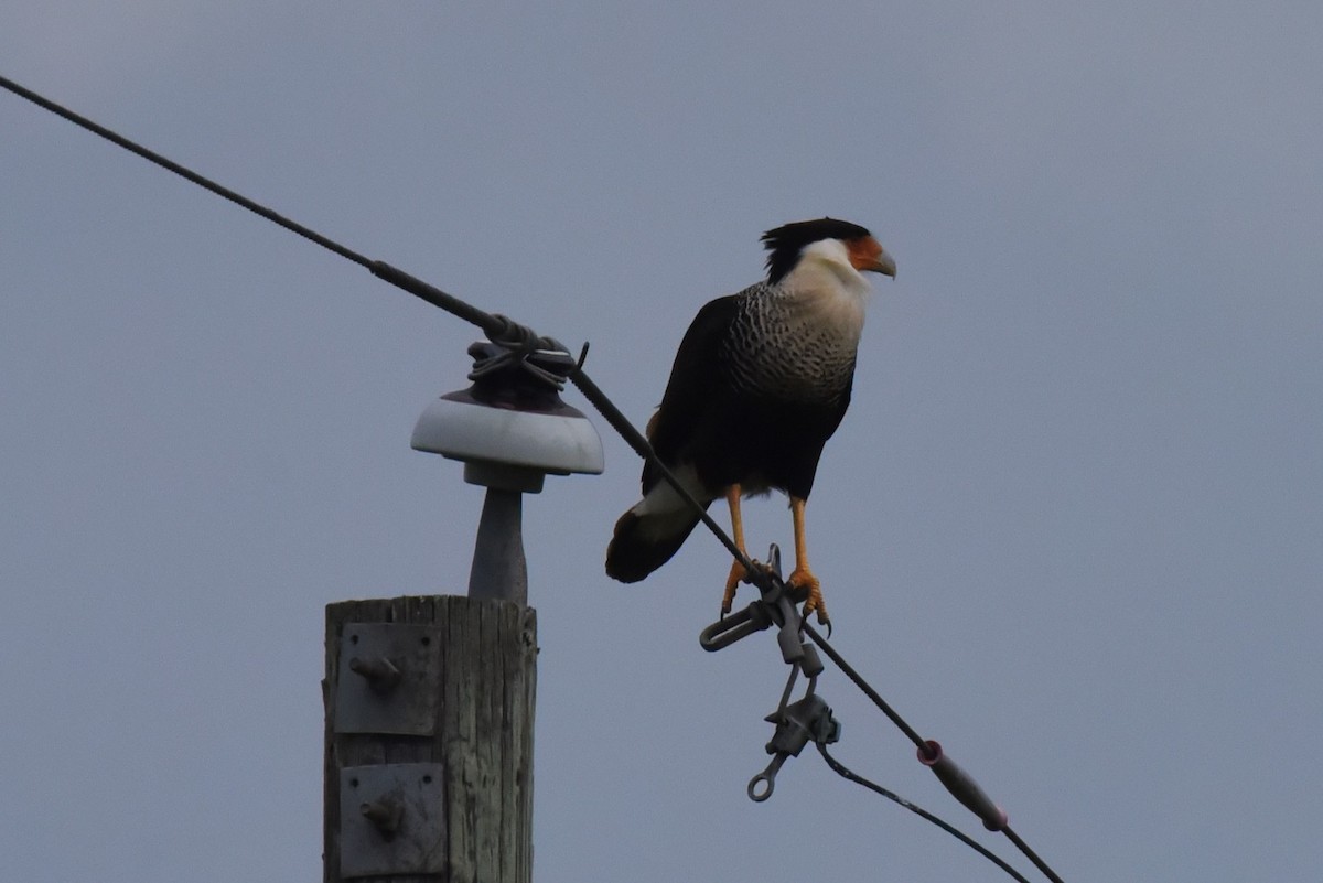 Crested Caracara - Bruce Mast