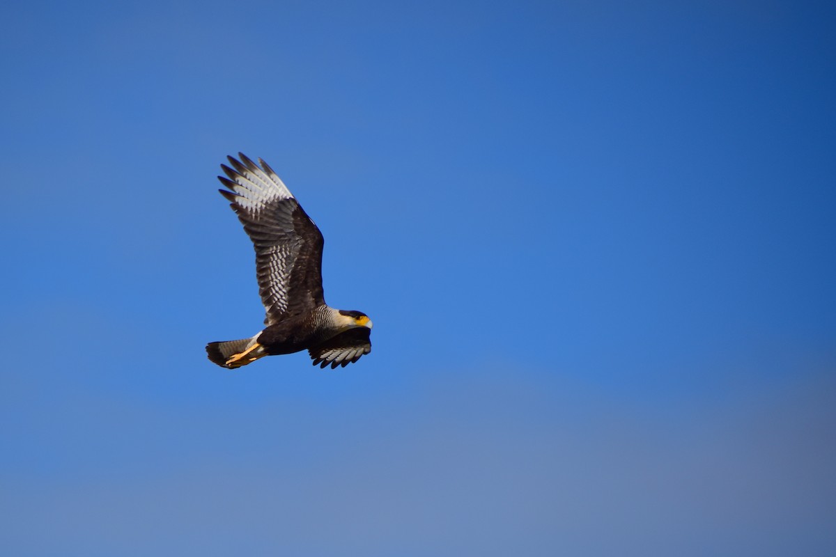 Crested Caracara - Chris Peters