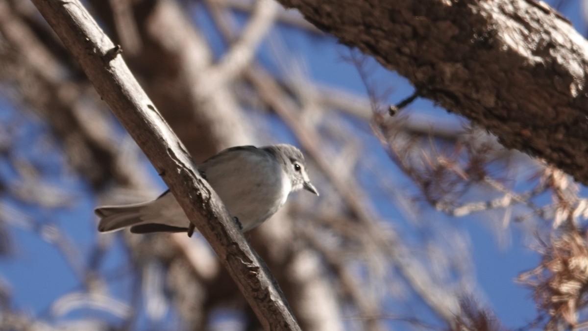 Plumbeous Vireo - leo wexler-mann