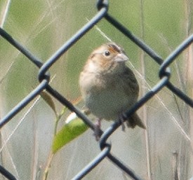 Grasshopper Sparrow - Paul  McPartland