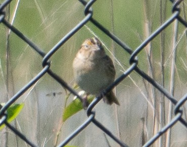 Grasshopper Sparrow - Paul  McPartland
