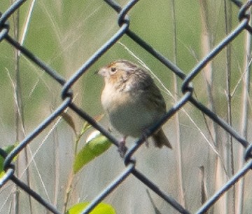 Grasshopper Sparrow - Paul  McPartland