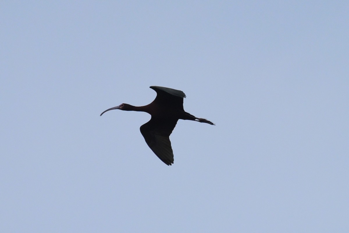 ibis americký - ML619643586
