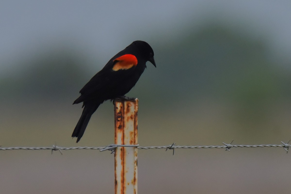 Red-winged Blackbird - Bruce Mast