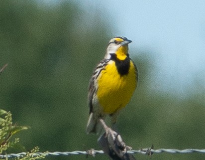 Eastern Meadowlark (Eastern) - ML619643591