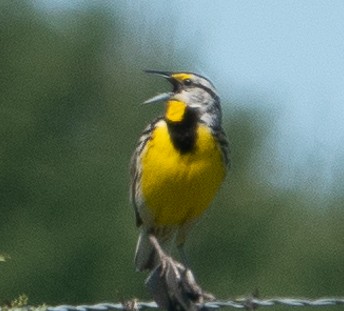 Eastern Meadowlark (Eastern) - Paul  McPartland