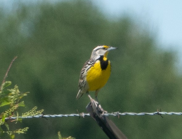 Eastern Meadowlark (Eastern) - Paul  McPartland