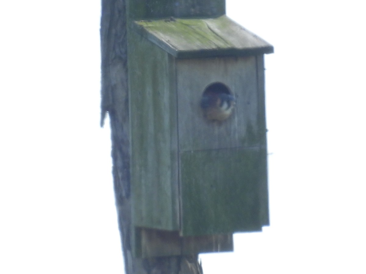 American Kestrel - Laura Minnich