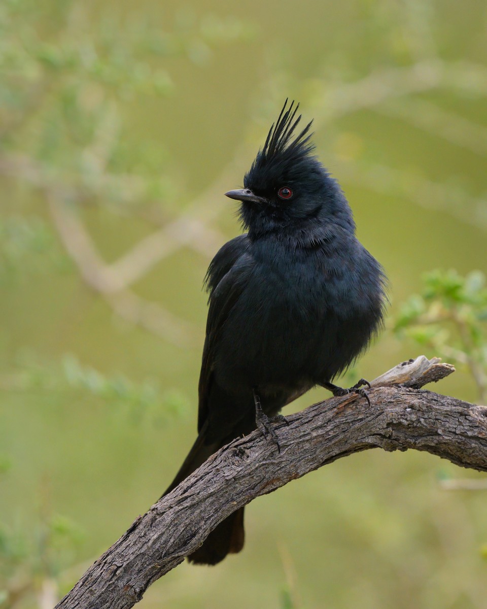 Phainopepla - Sean Crockett