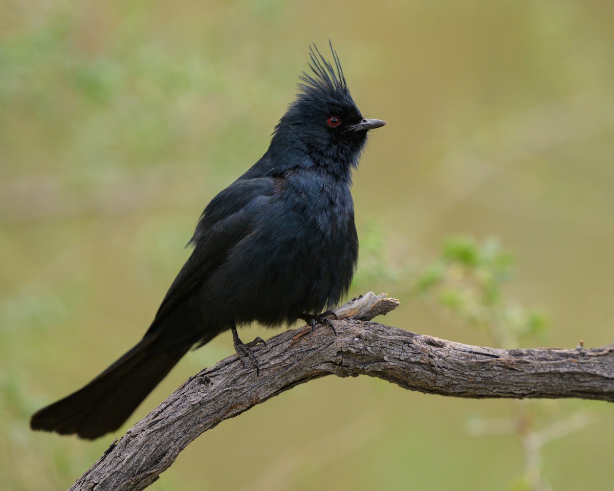 Phainopepla - Sean Crockett