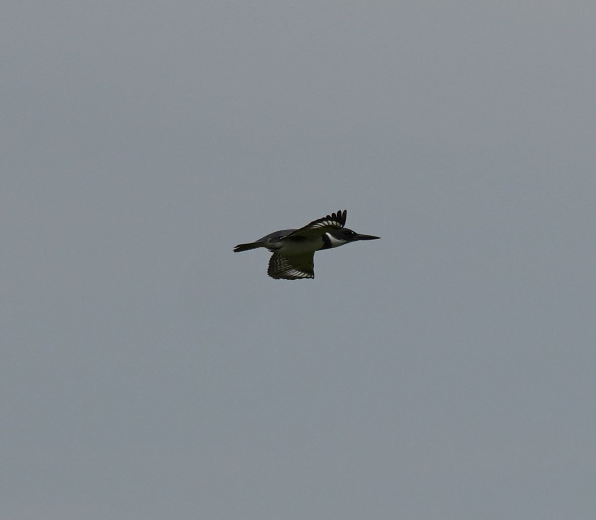 Belted Kingfisher - Romain Demarly