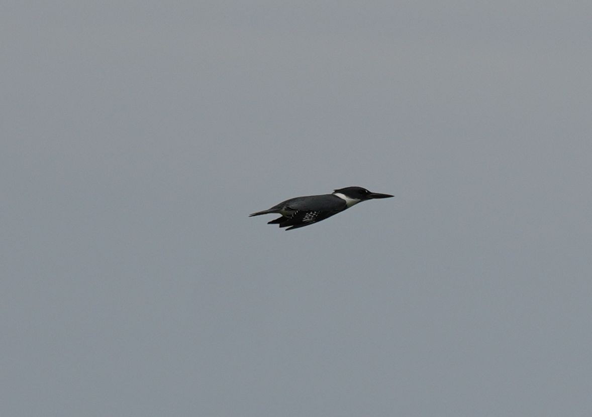 Belted Kingfisher - Romain Demarly