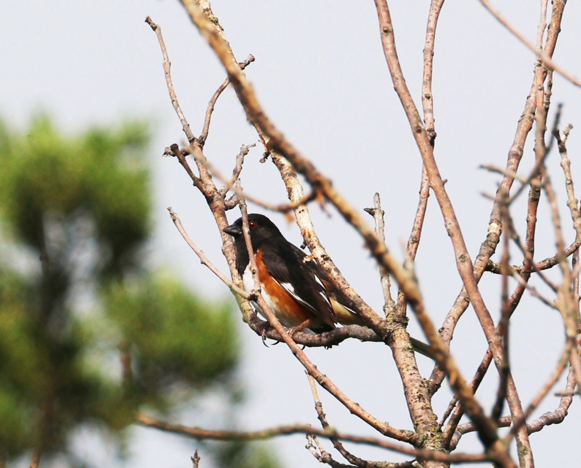 Spotted/Eastern Towhee (Rufous-sided Towhee) - Jacob C. Cooper
