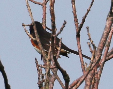 Spotted/Eastern Towhee (Rufous-sided Towhee) - Jacob C. Cooper