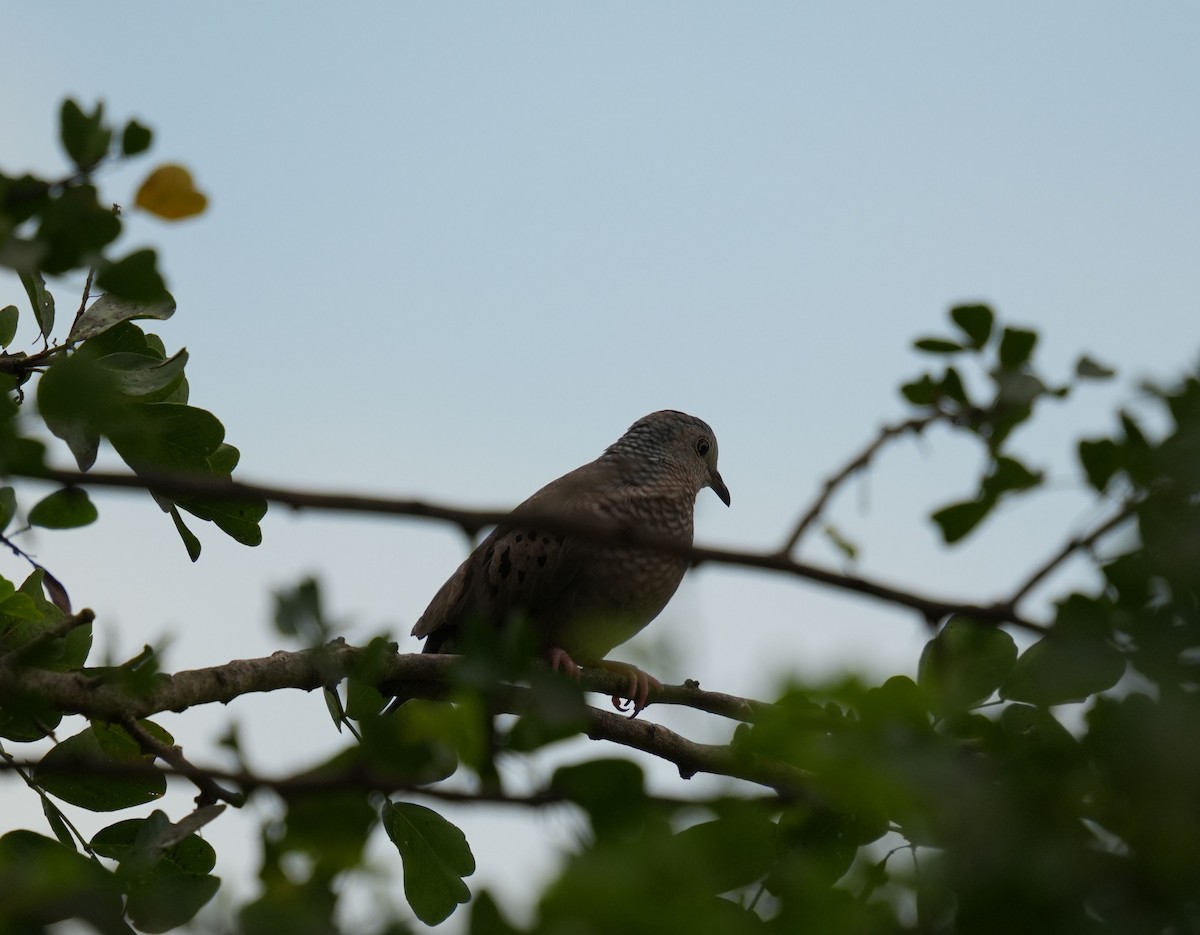 Common Ground Dove - Romain Demarly