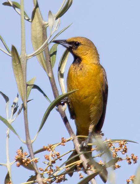 Hooded Oriole - Cindy Croissant