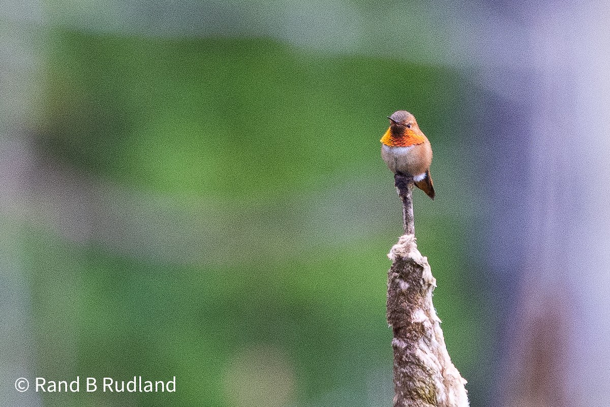 Rufous Hummingbird - Rand Rudland