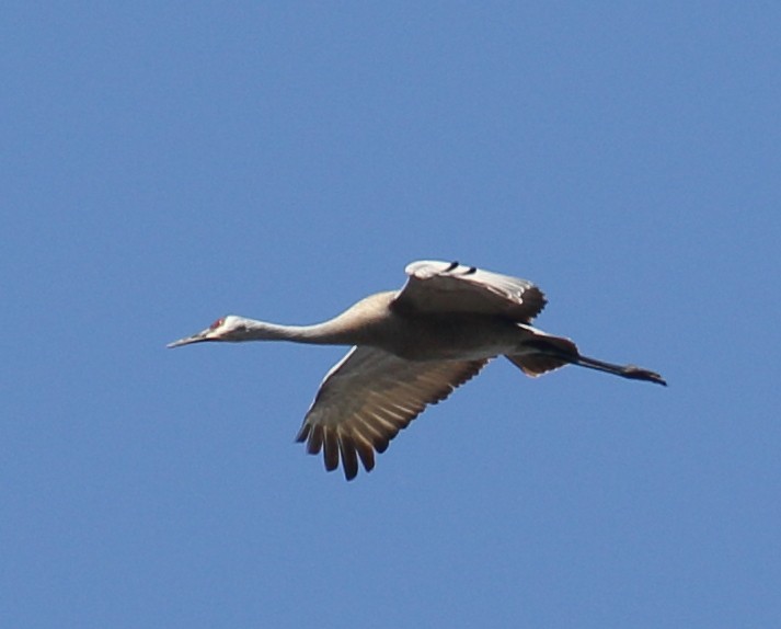 Sandhill Crane - Steve Huckabone