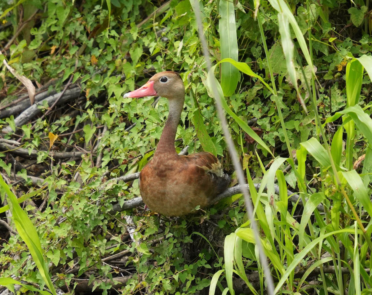 Black-bellied Whistling-Duck - Romain Demarly