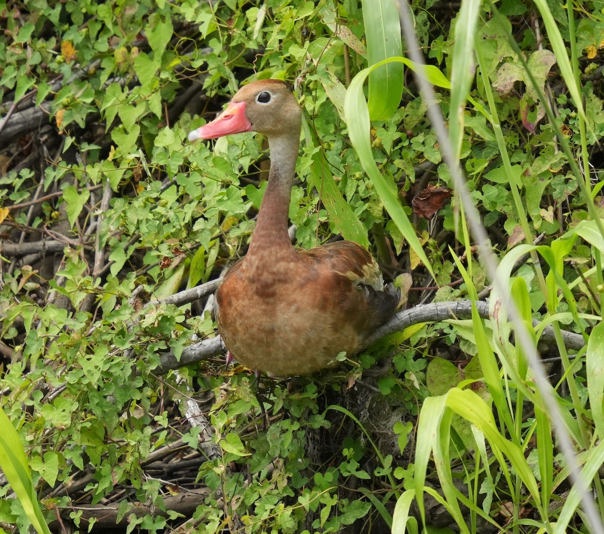 Black-bellied Whistling-Duck - Romain Demarly