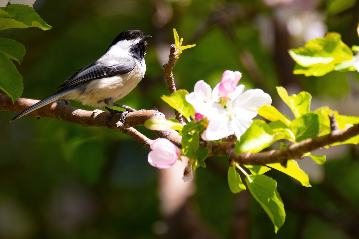 Black-capped Chickadee - Mitch (Michel) Doucet