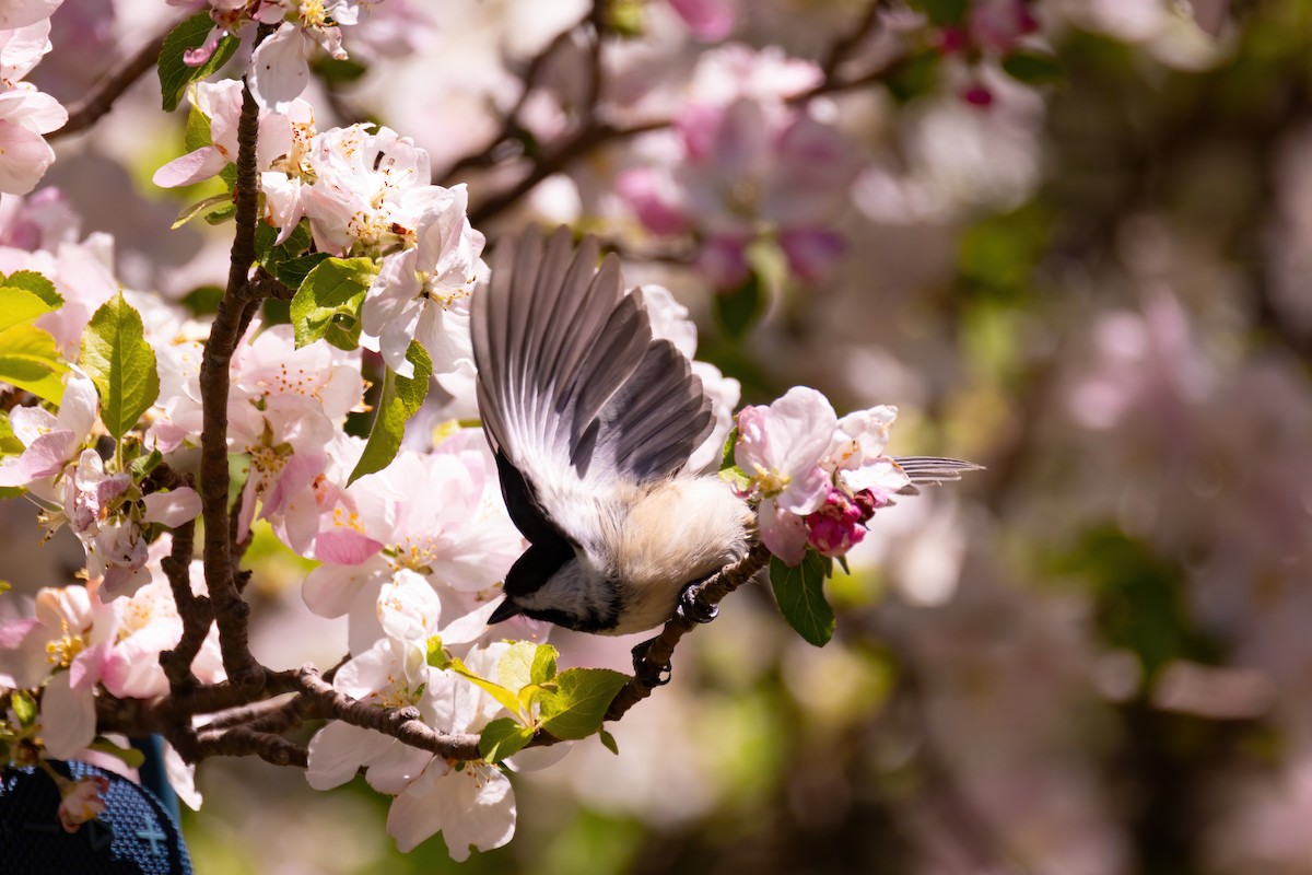 Black-capped Chickadee - Mitch (Michel) Doucet