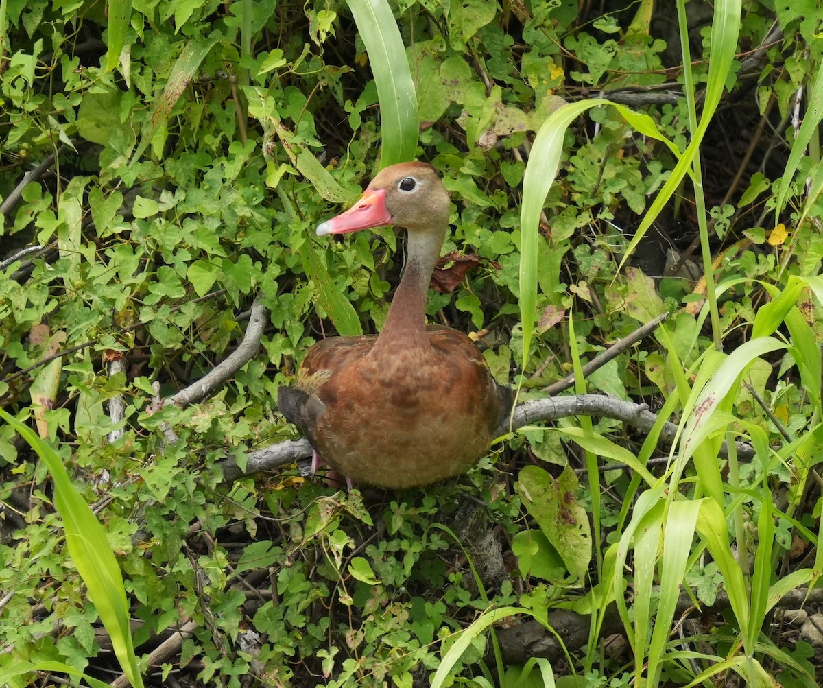 Black-bellied Whistling-Duck - Romain Demarly