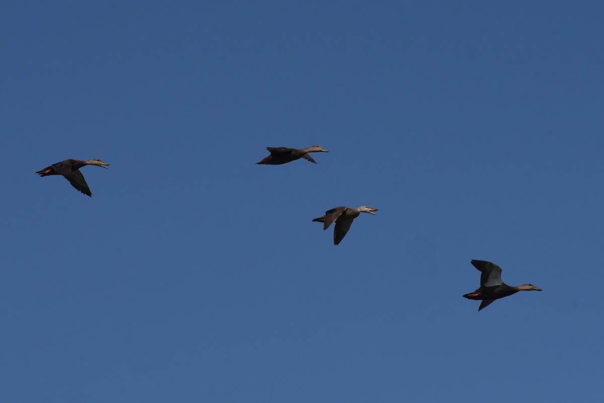 Mottled Duck - Bruce Mast