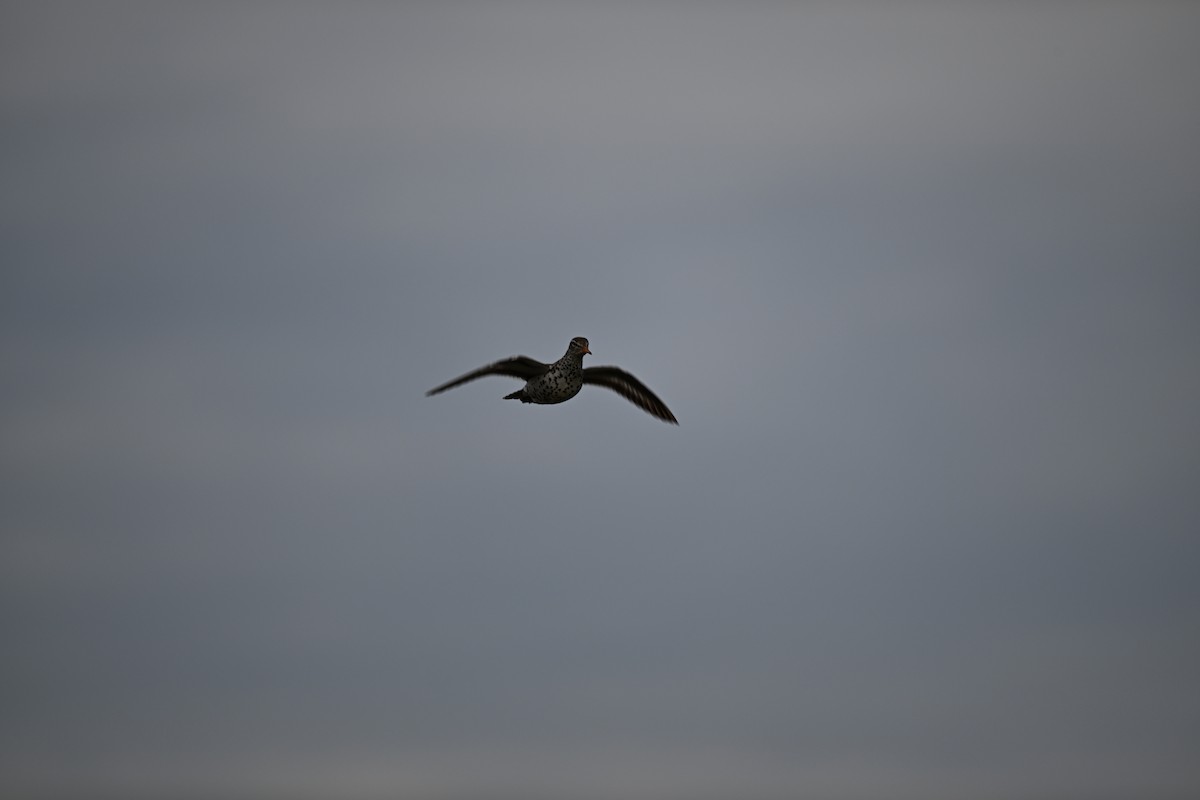 Spotted Sandpiper - Andrew Longtin