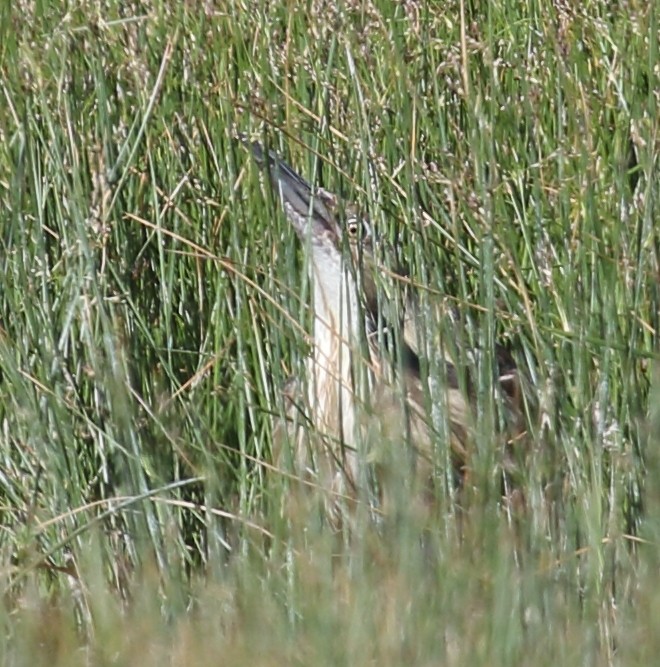 American Bittern - Steve Huckabone