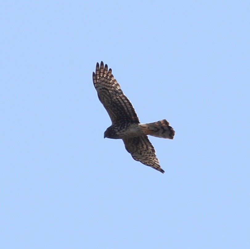 Northern Harrier - Steve Huckabone