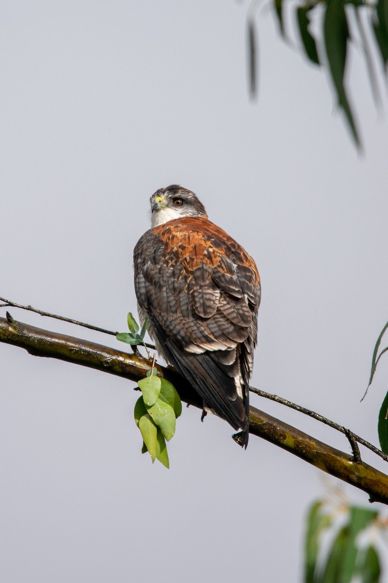 Variable Hawk - Alexis Andrea Verdugo Palma (Cachuditos Birdwatching)
