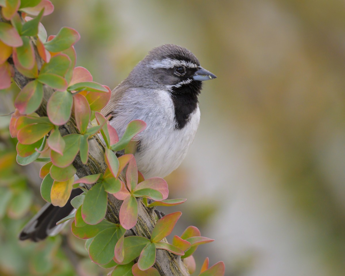 Black-throated Sparrow - ML619643684