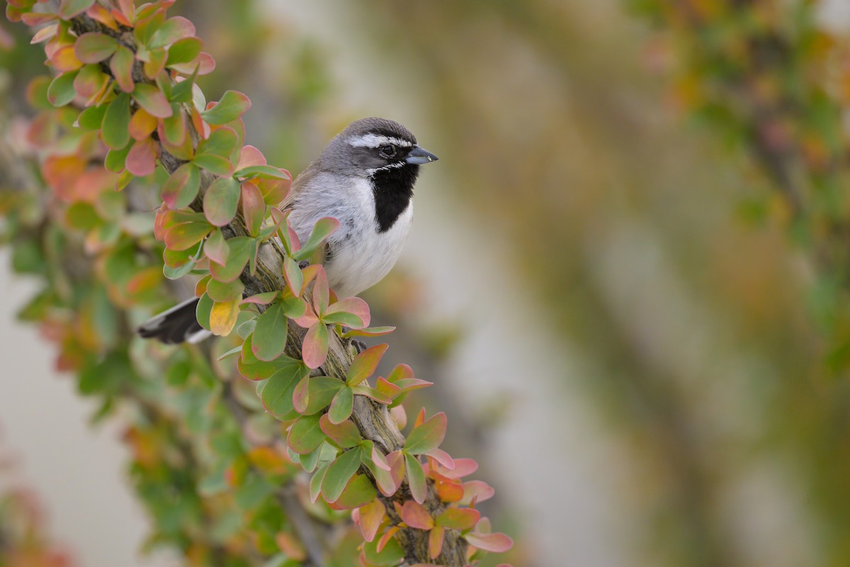 Black-throated Sparrow - Sean Crockett